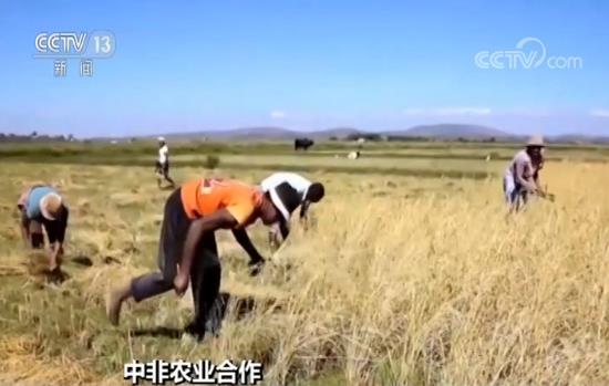 雜交水稻創(chuàng)紀(jì)錄 中國(guó)雜交水稻在非洲取得巨大成功