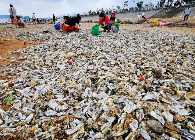 青島市民撿海鮮 臺(tái)風(fēng)利奇馬送給青島市民的厚禮