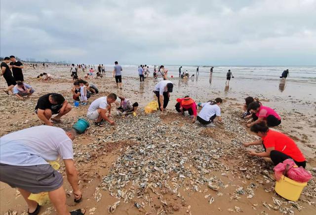 青島市民撿海鮮 臺(tái)風(fēng)利奇馬送給青島市民的厚禮